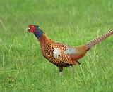 Pheasant 8T26D-03